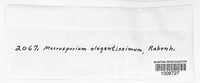 Macrosporium elegantissimum image
